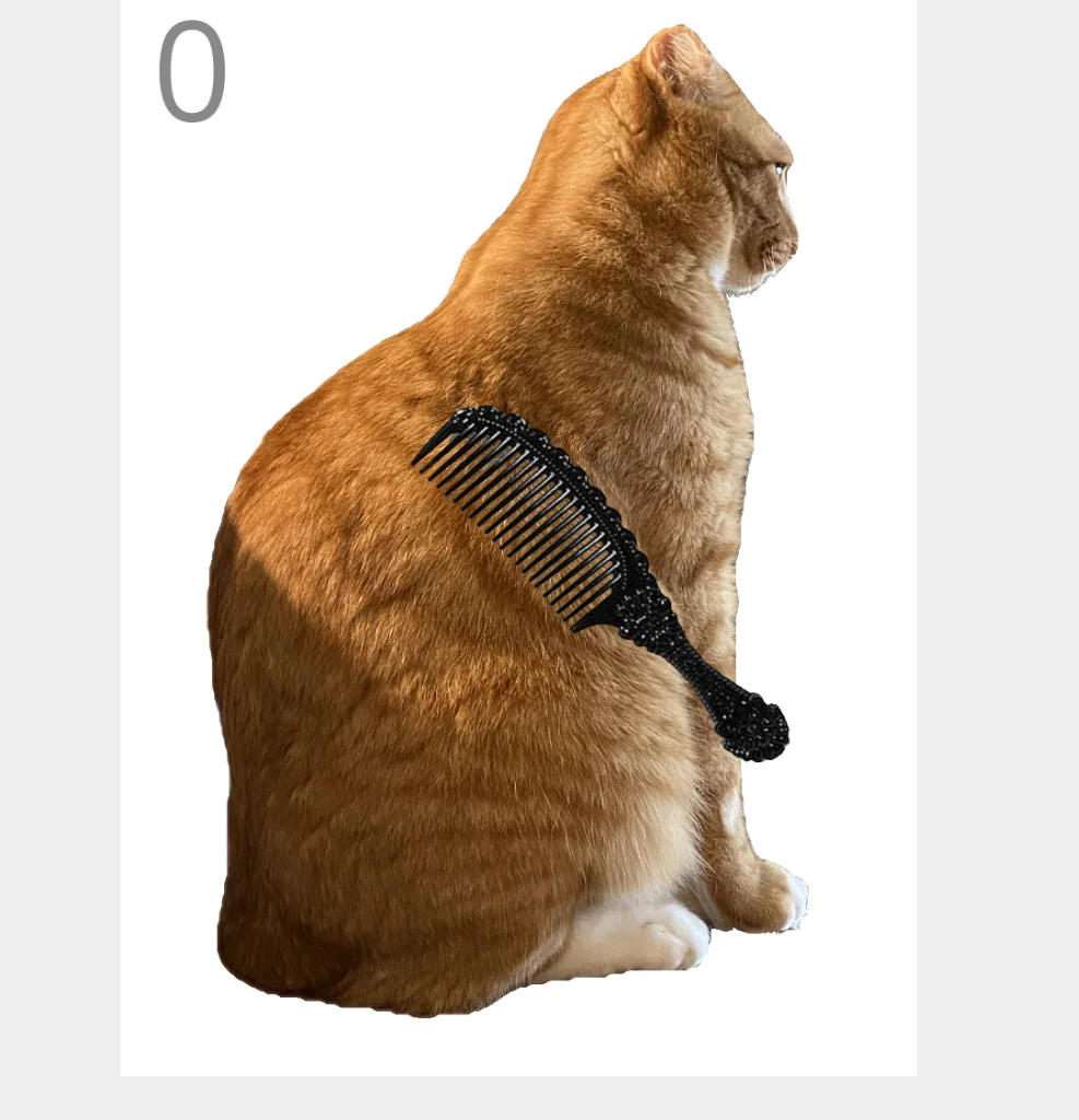 Jjaemu the cat being brushed with a black comb on a white background