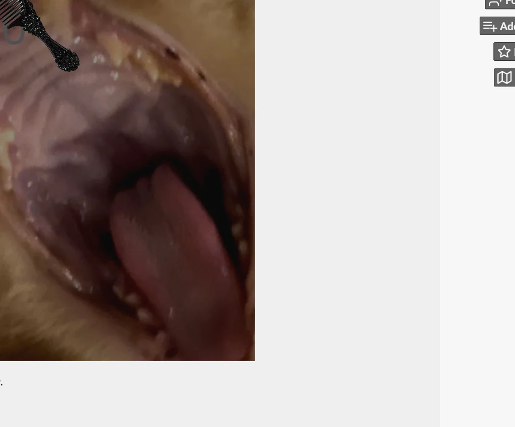 Close up of Jjaemu the cat's face while being brushed